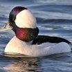 Bufflehead